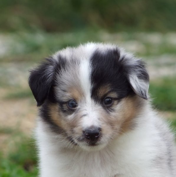 Graphique design du Cap de la Coste