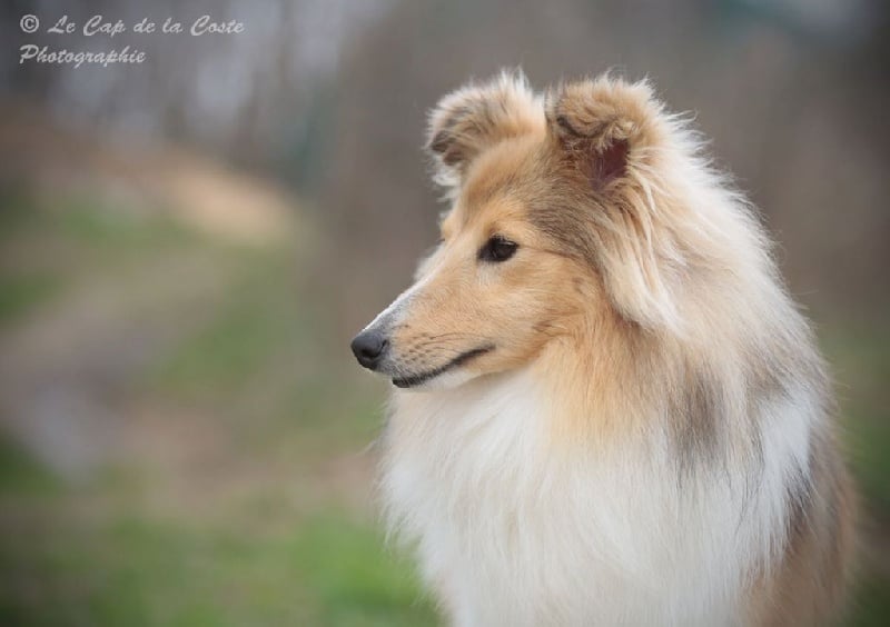 Juju la malice du Cap de la Coste