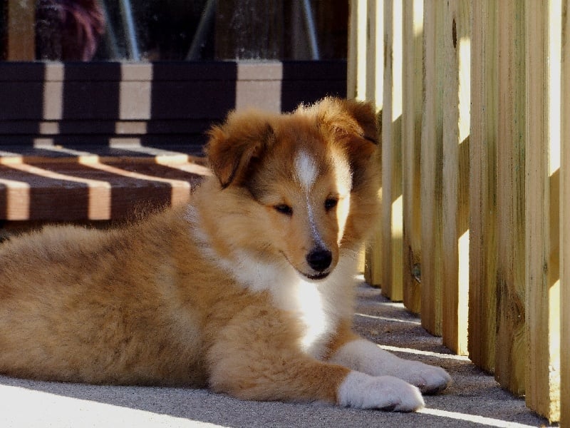 CH. Gimboï du Cap de la Coste