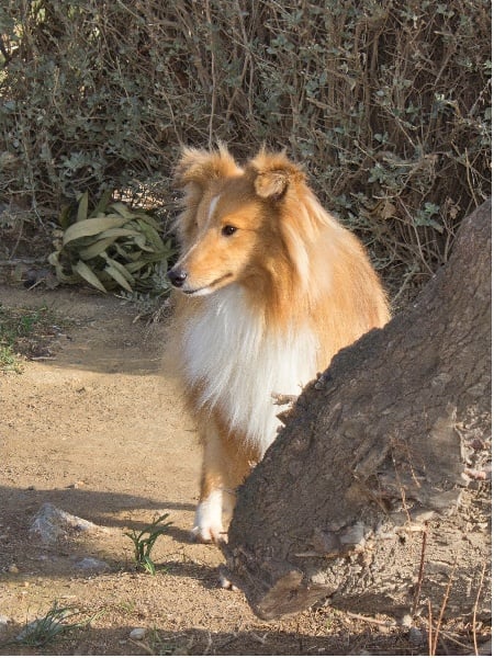 CH. Gimboï du Cap de la Coste