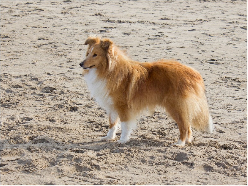 CH. Gimboï du Cap de la Coste