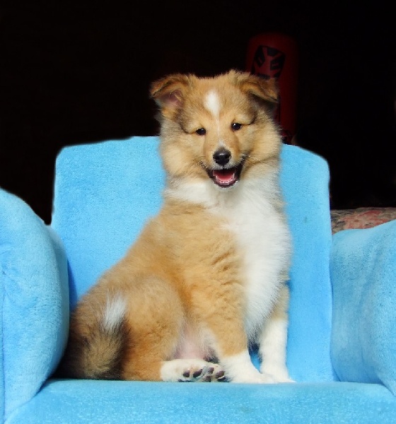 CH. Gimboï du Cap de la Coste