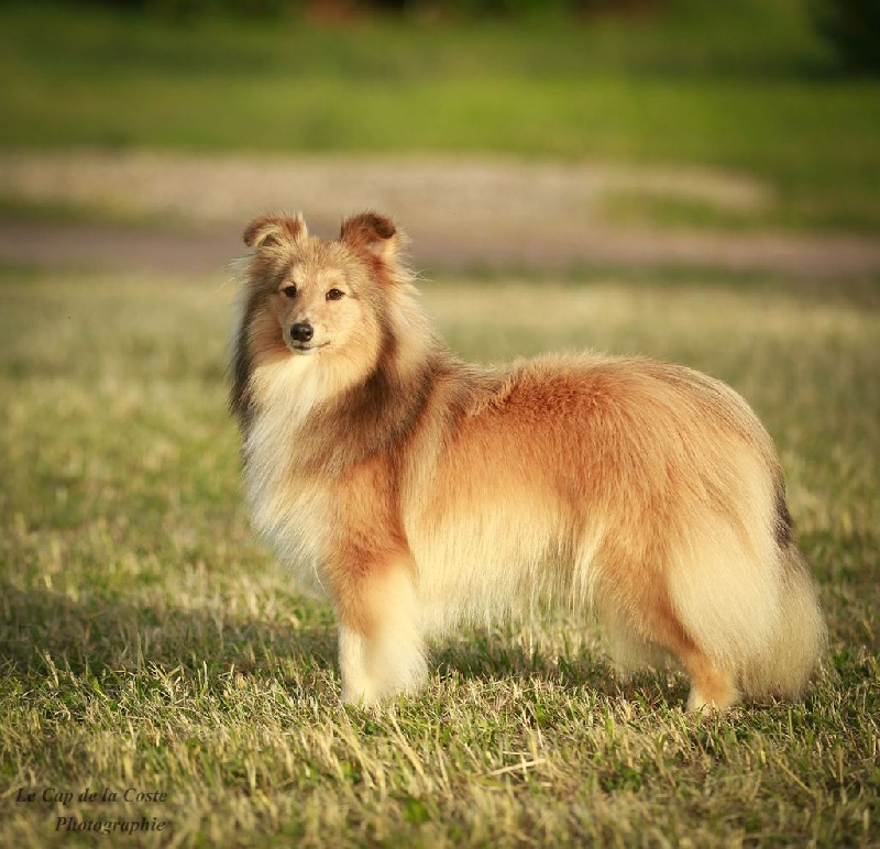 Jade diva du Cap de la Coste