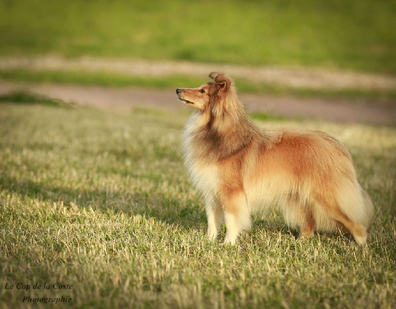 Jade diva du Cap de la Coste