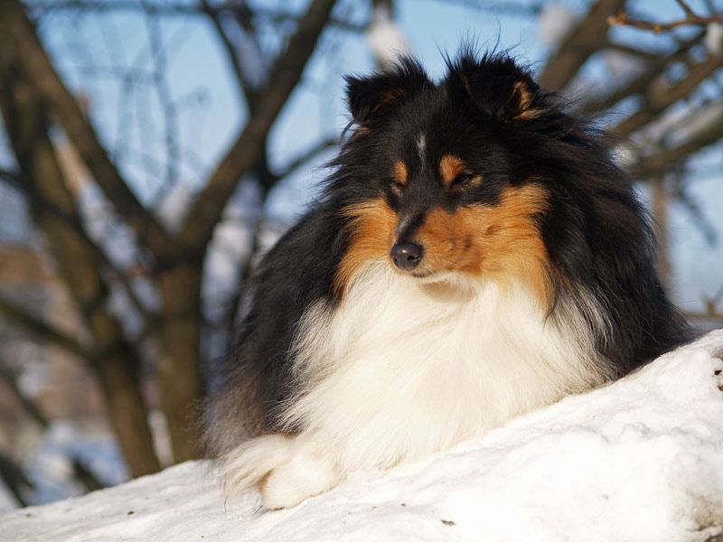 Publication : du Cap de la Coste