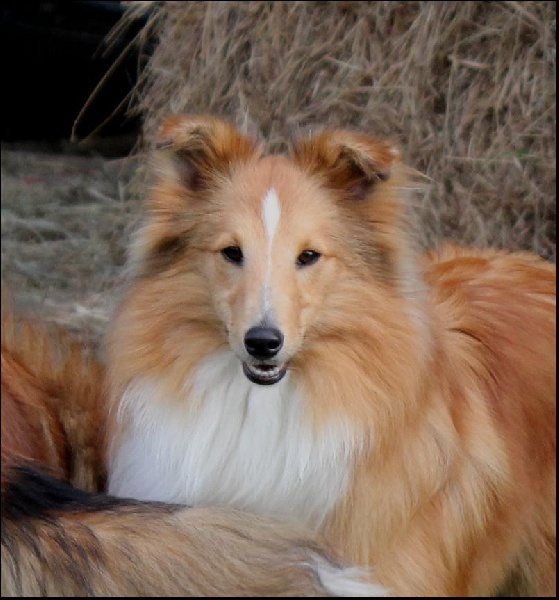 CH. Gimboï du Cap de la Coste