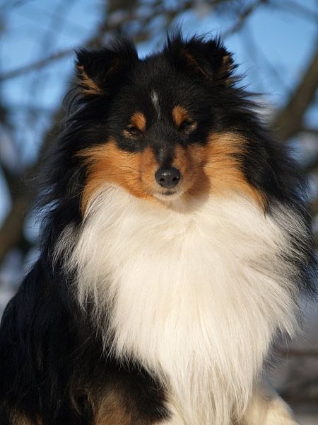 Publication : du Cap de la Coste