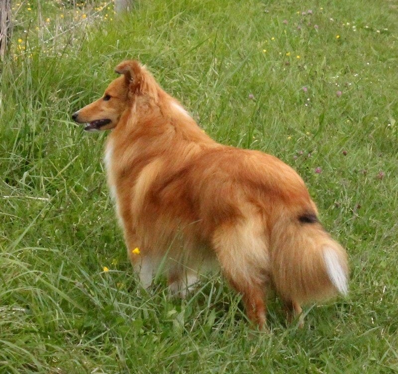 CH. Gimboï du Cap de la Coste