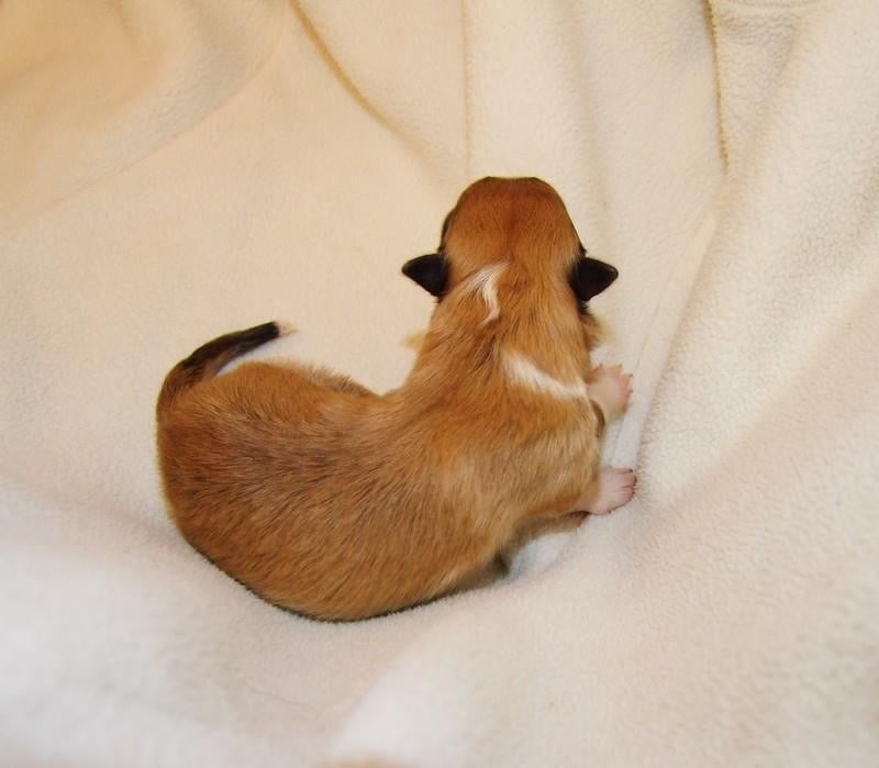 CH. Gimboï du Cap de la Coste