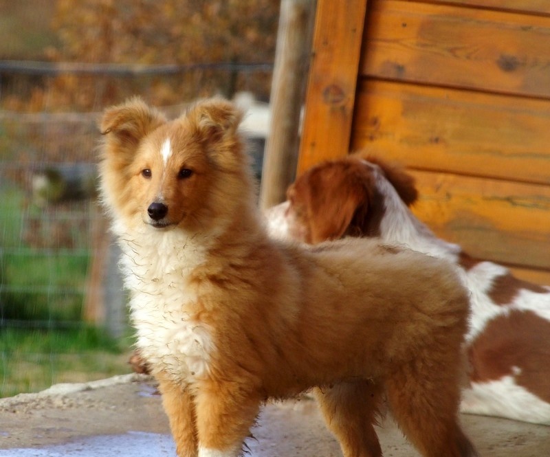 CH. Gimboï du Cap de la Coste