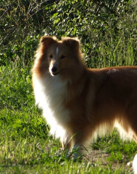 CH. Gimboï du Cap de la Coste