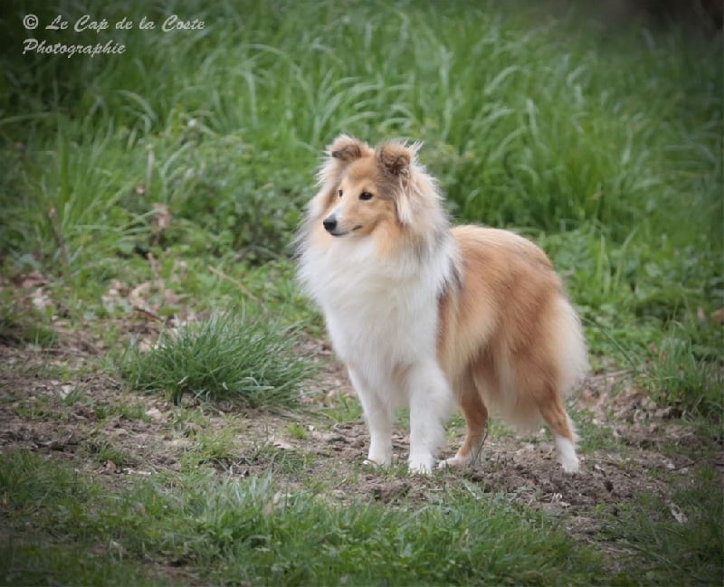 Juju la malice du Cap de la Coste