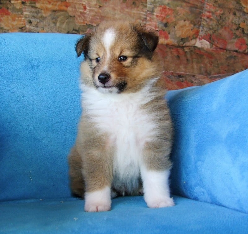 CH. Gimboï du Cap de la Coste