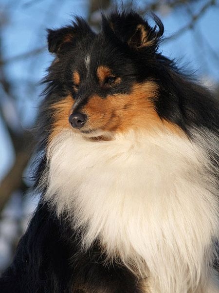 Publication : du Cap de la Coste