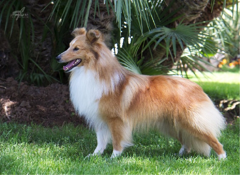 CH. Gimboï du Cap de la Coste