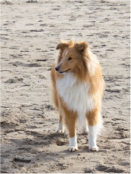 CH. Gimboï du Cap de la Coste