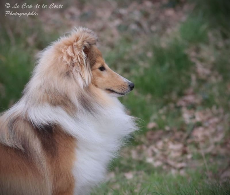 Juju la malice du Cap de la Coste