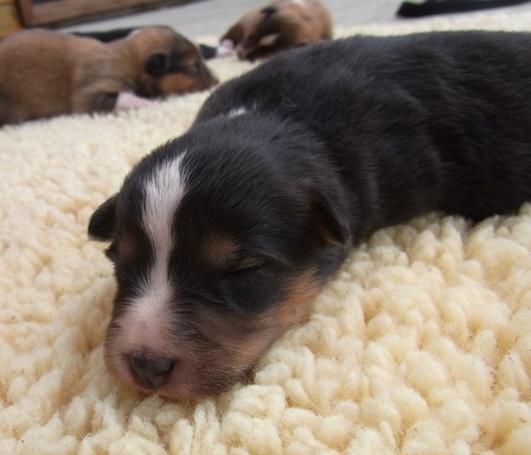 Finca du Cap de la Coste