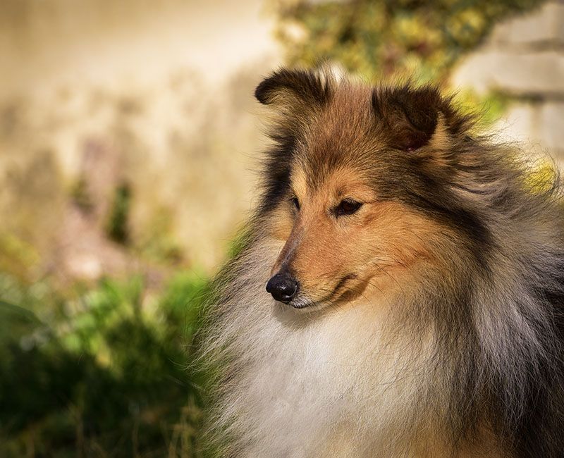 Mac kenzie du Cap de la Coste