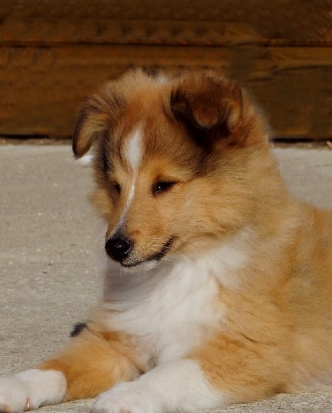 CH. Gimboï du Cap de la Coste