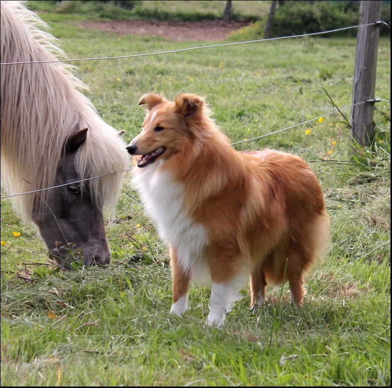 CH. Gimboï du Cap de la Coste