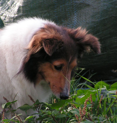 Publication : du Cap de la Coste