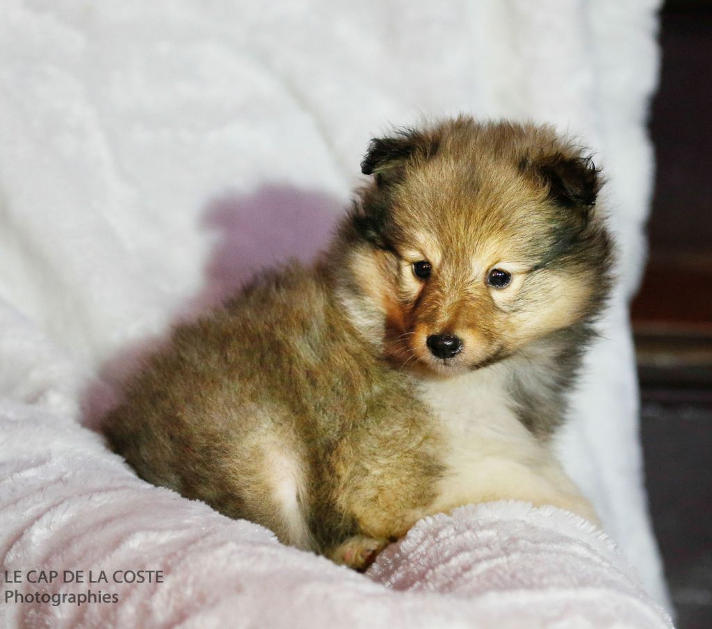 CHIOT - Shetland Sheepdog