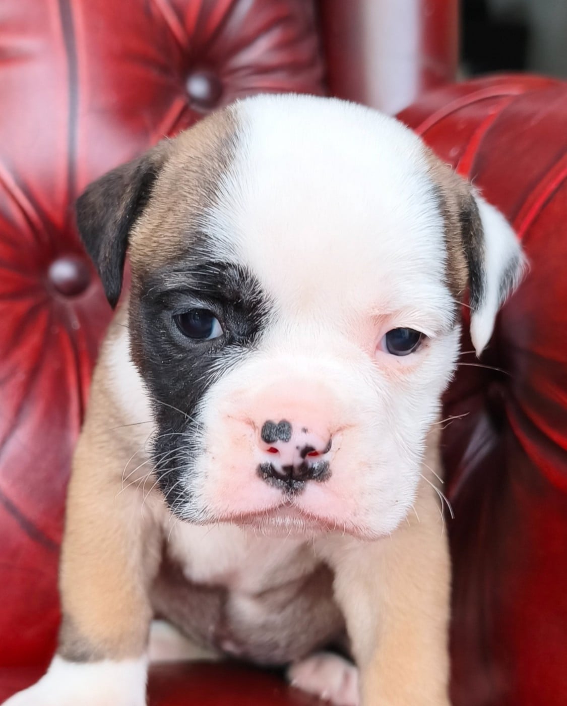 Bulldog continental - du Cap de la Coste