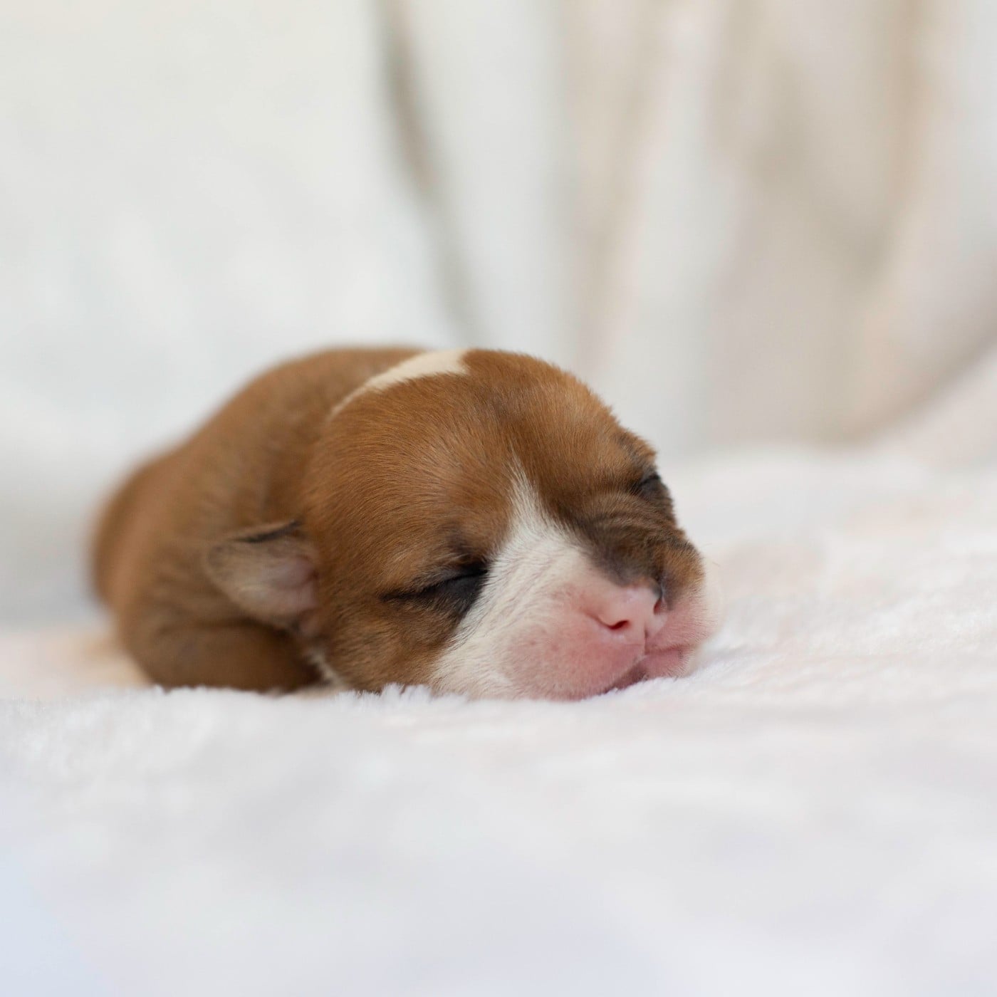 CHIOT 1