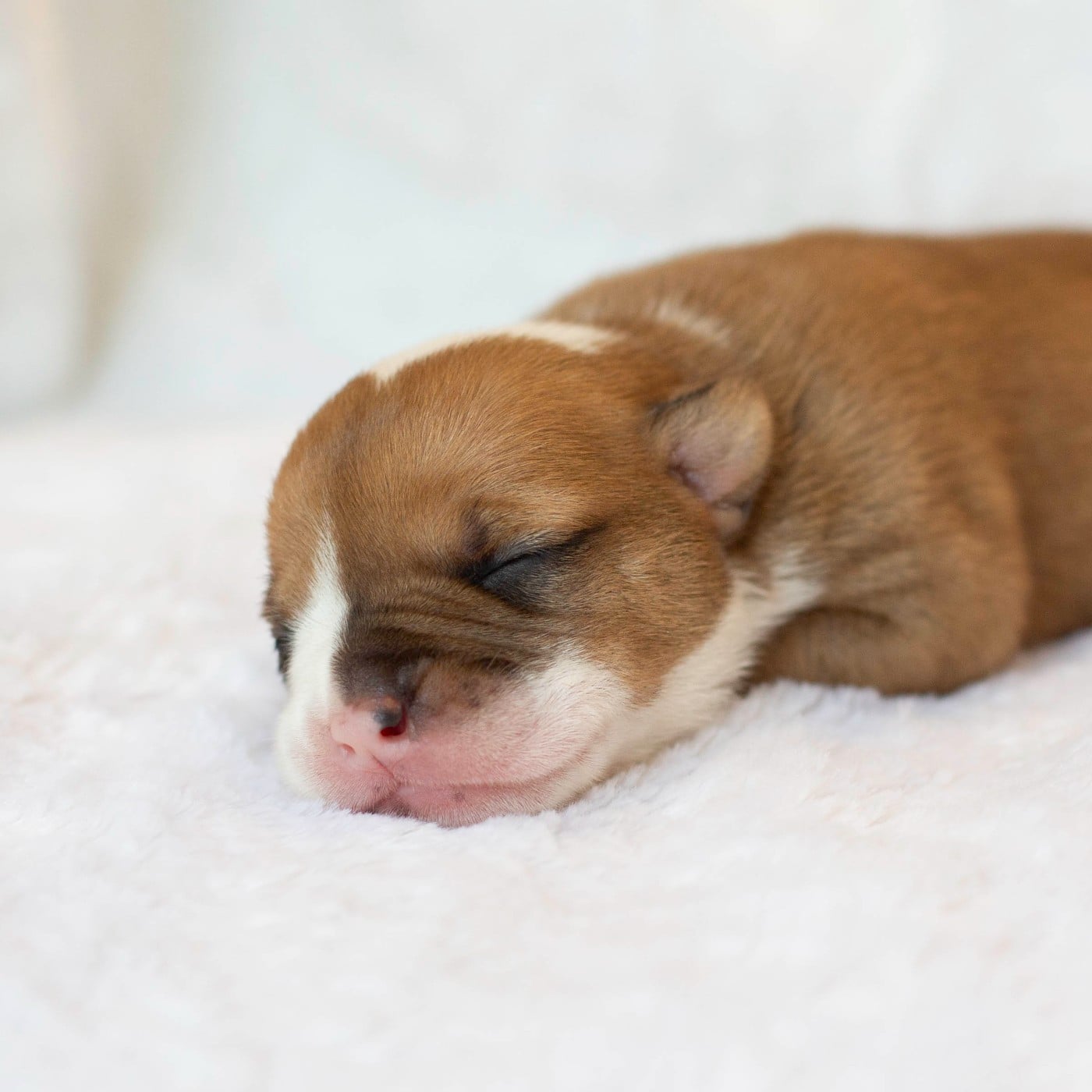 CHIOT 1