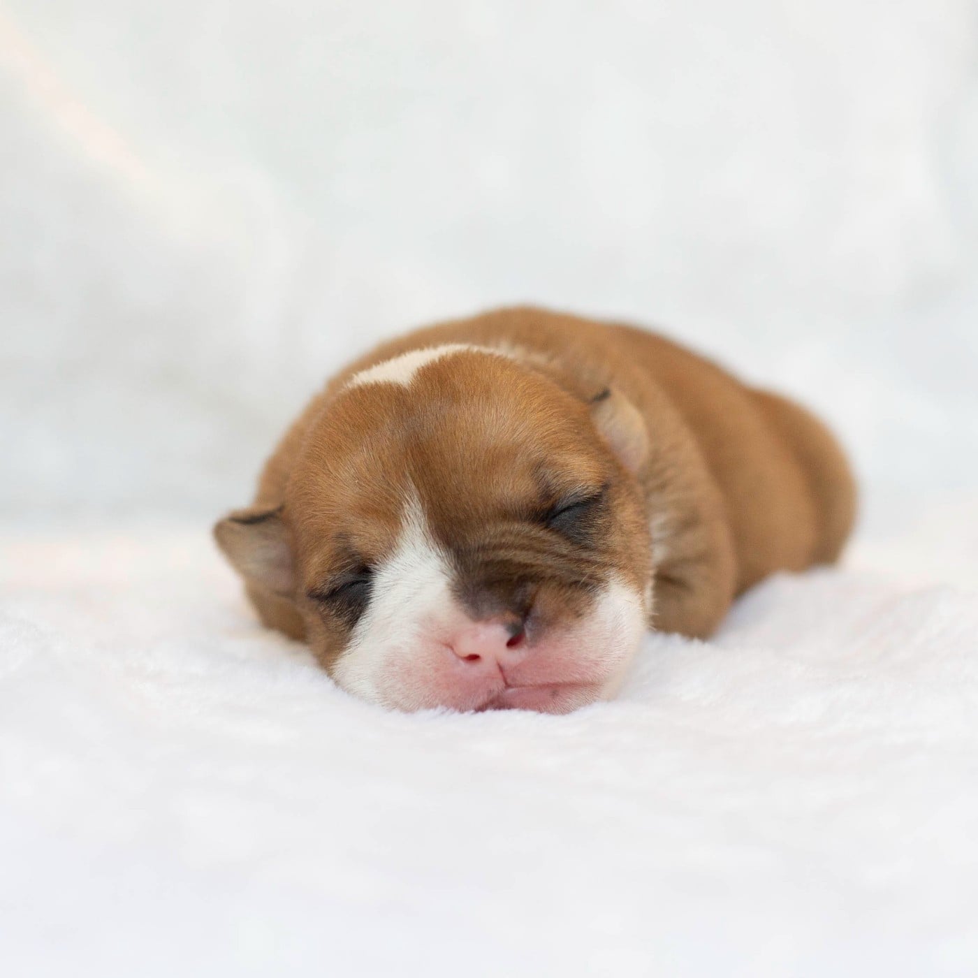 CHIOT 1
