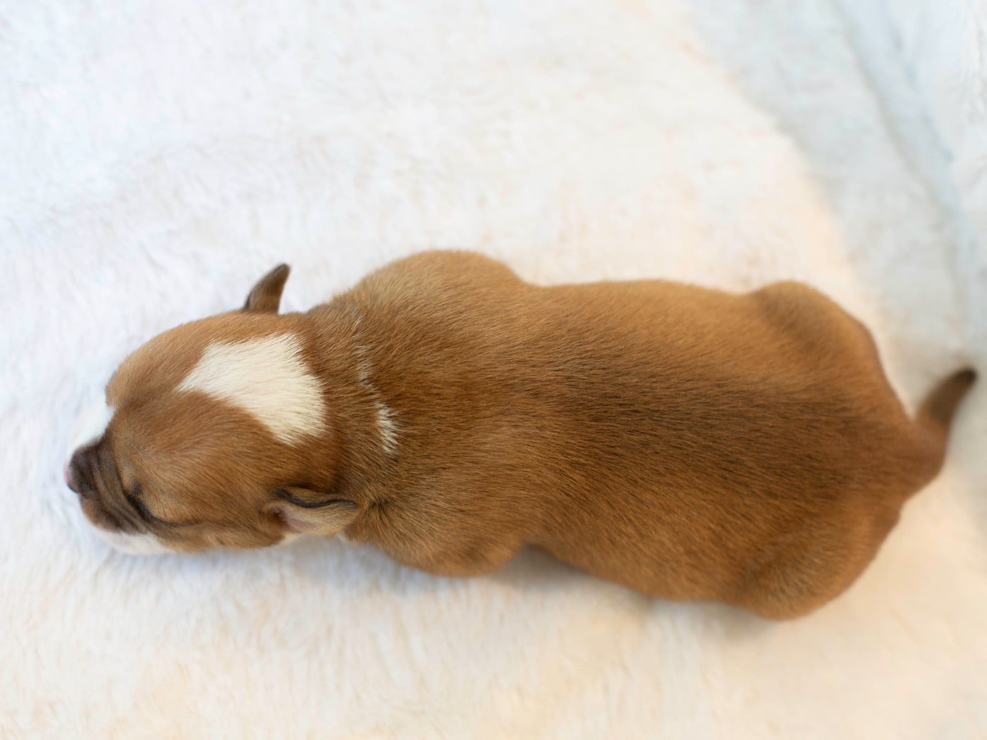 CHIOT 1