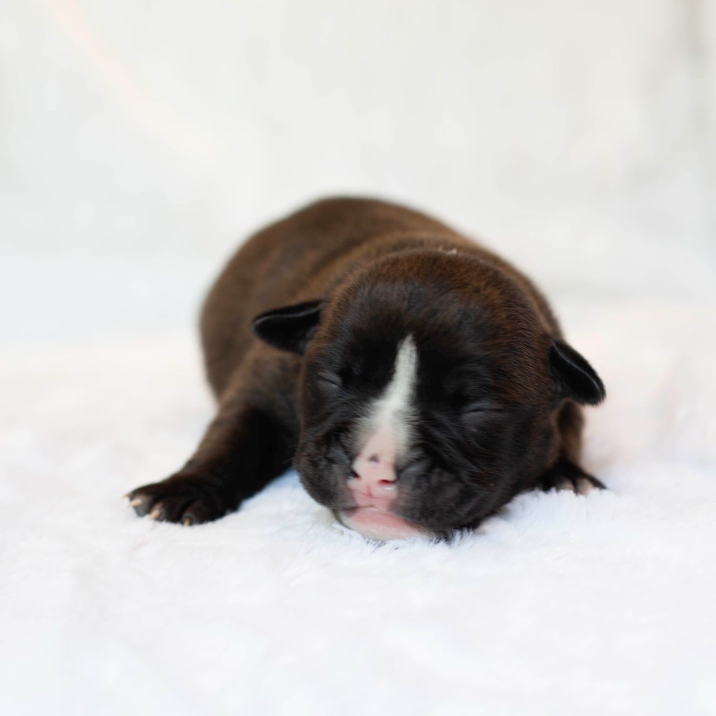 CHIOT 2