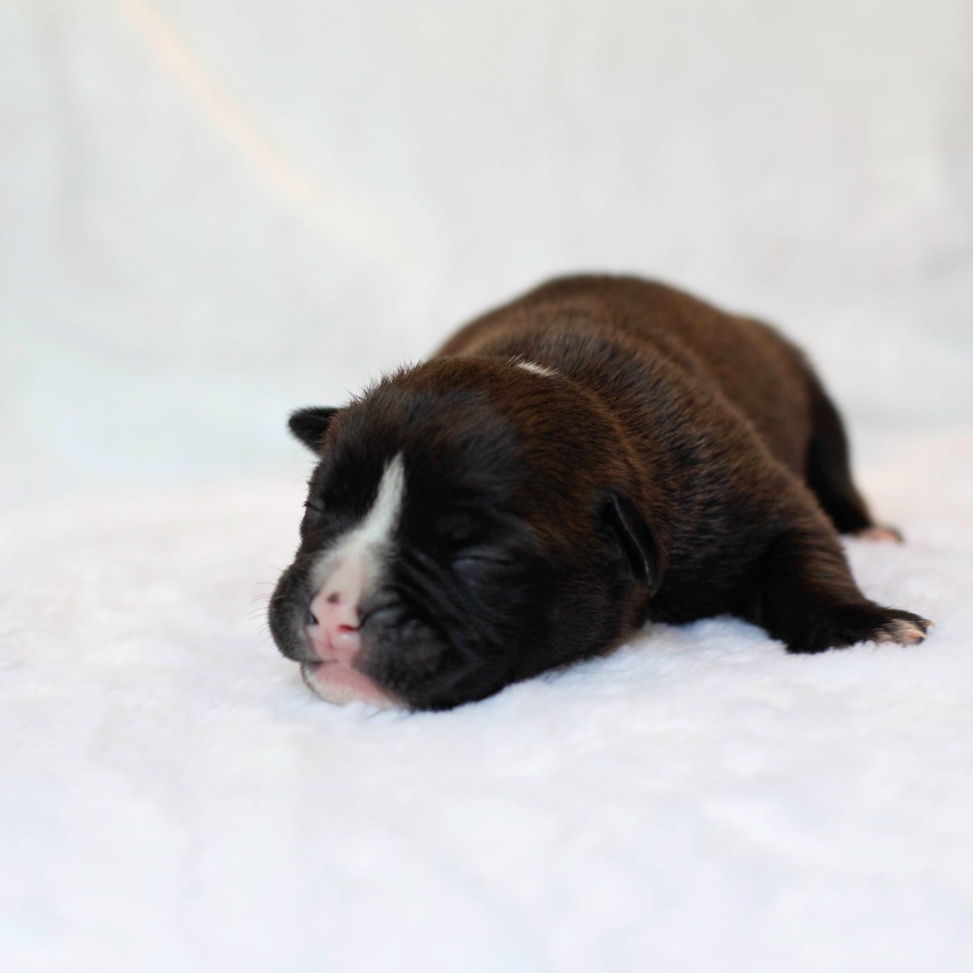 CHIOT 2