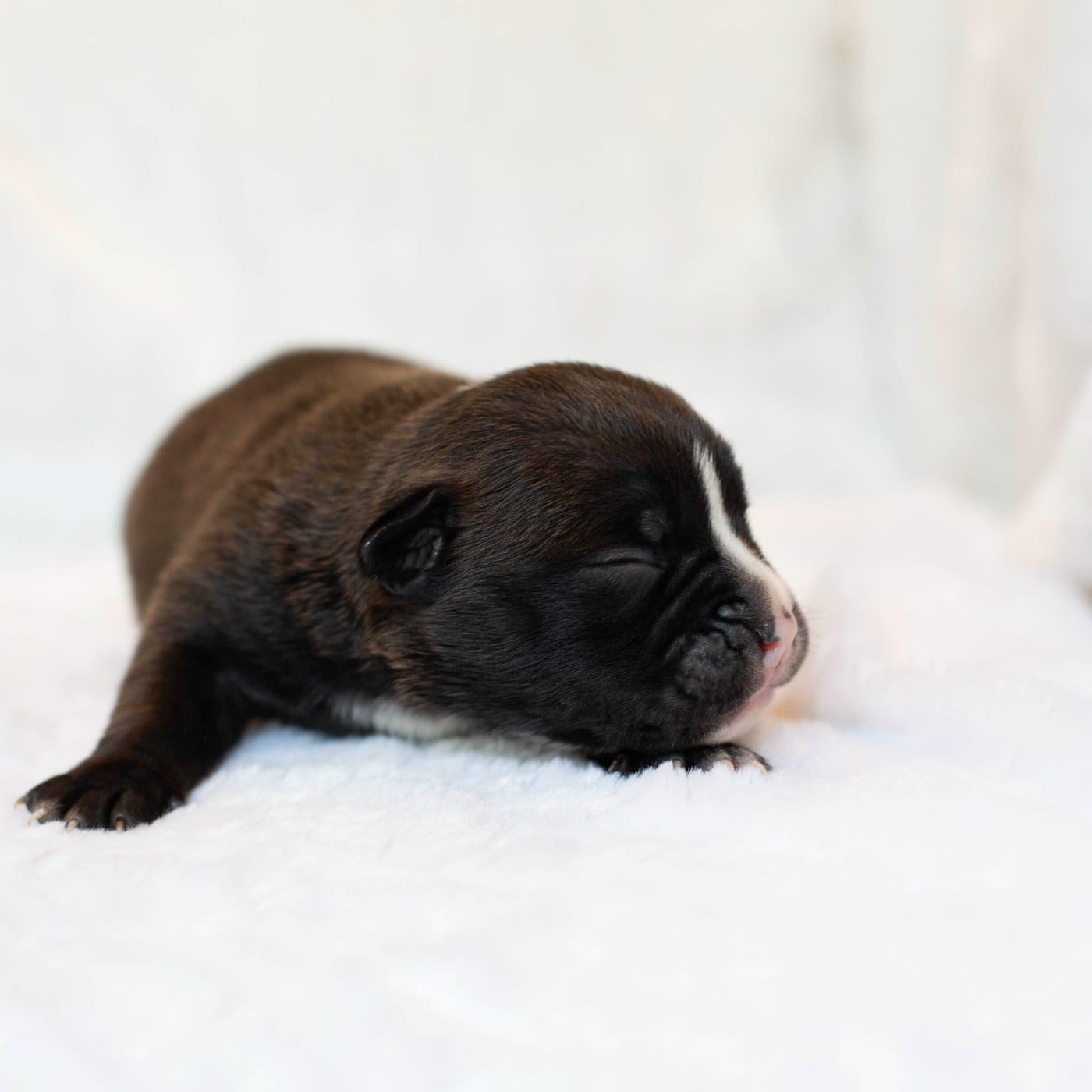 CHIOT 2
