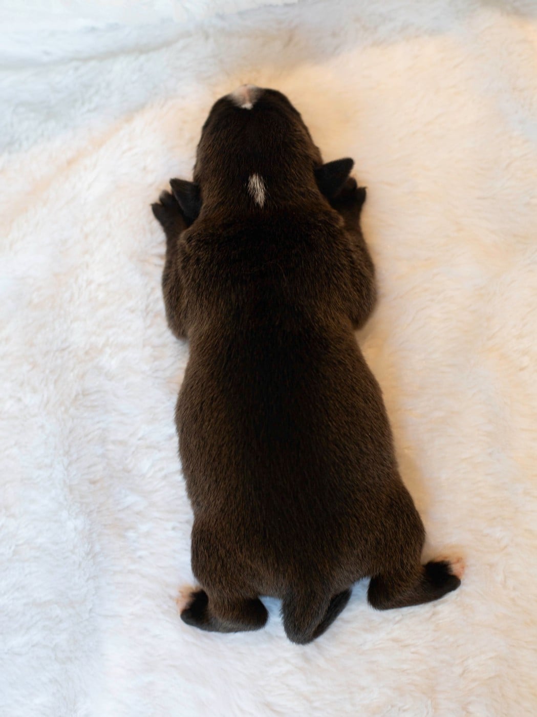 CHIOT 2