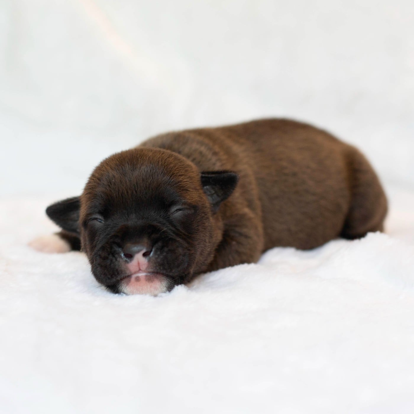 CHIOT 3