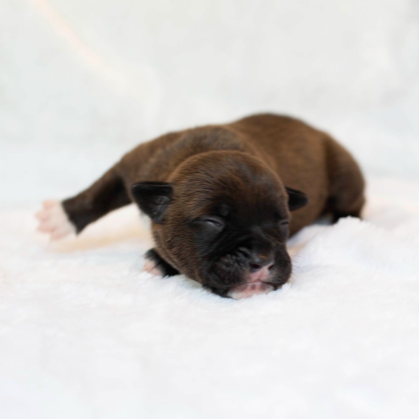 CHIOT 3