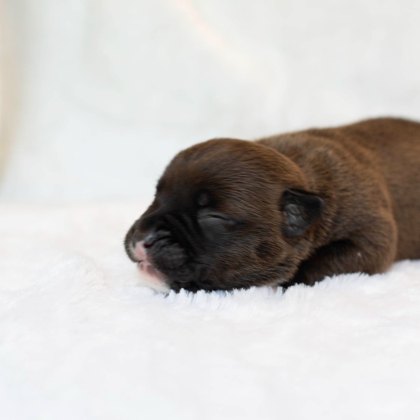 CHIOT 3