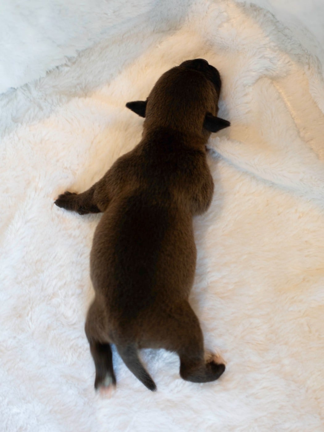 CHIOT 3
