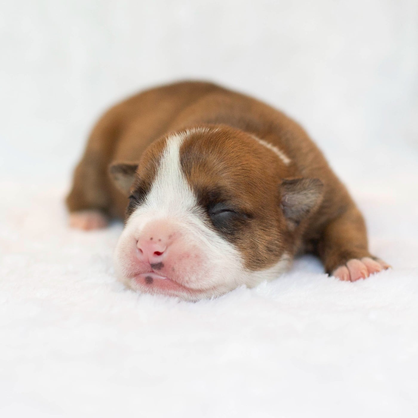 CHIOT 4