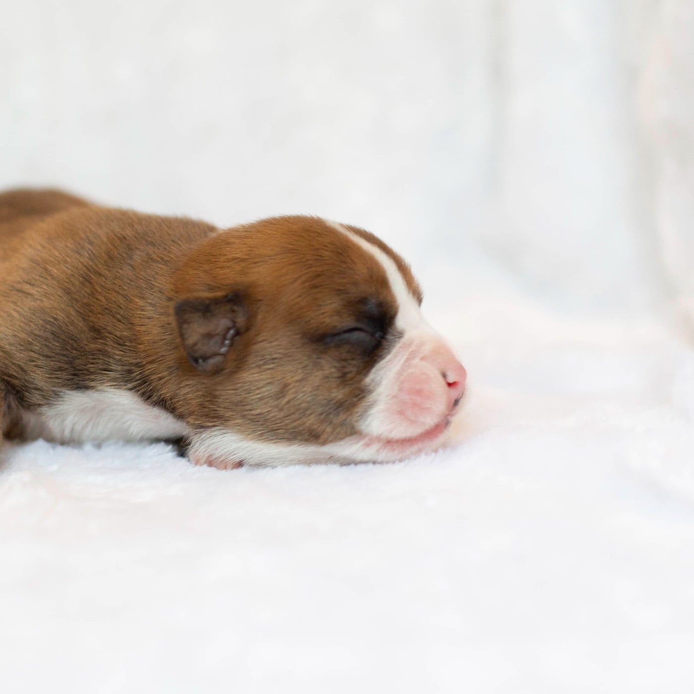 CHIOT 4