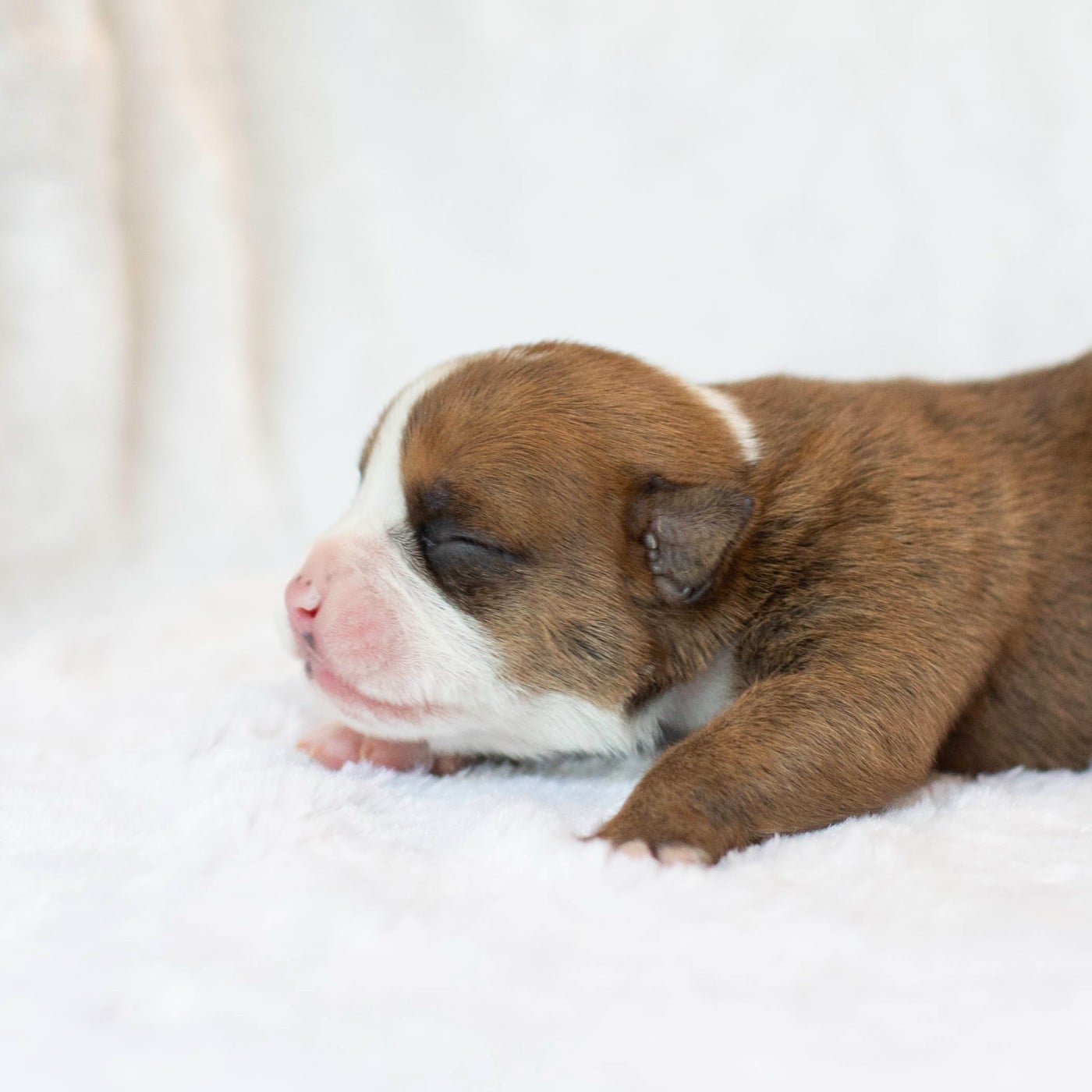 CHIOT 4