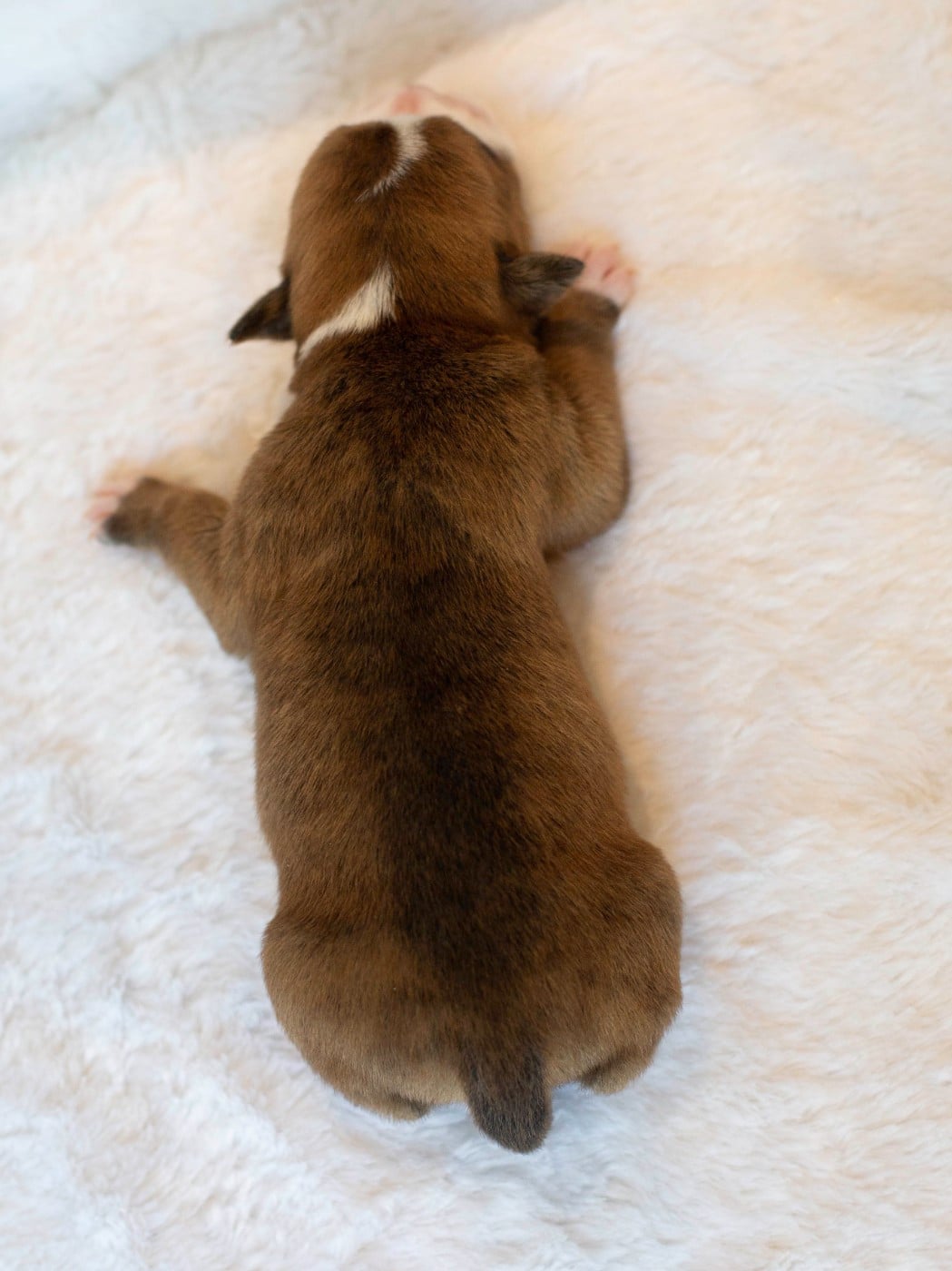 CHIOT 4