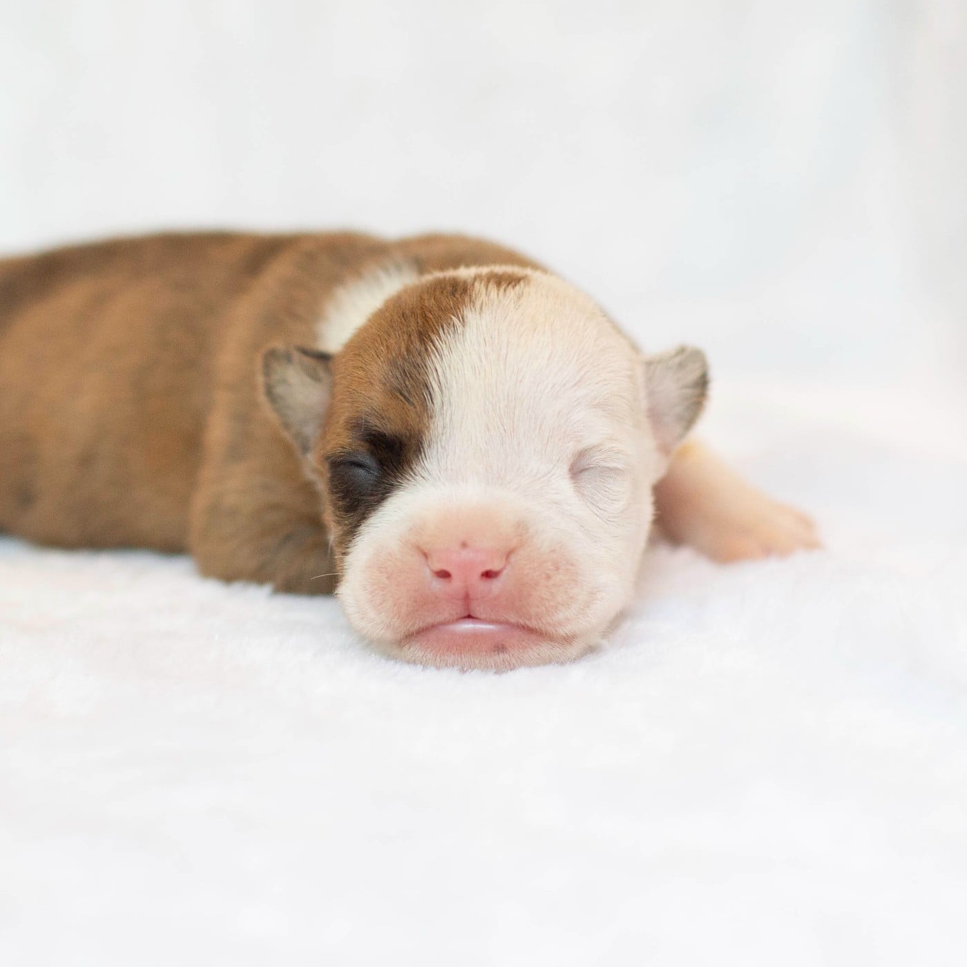 CHIOT 5