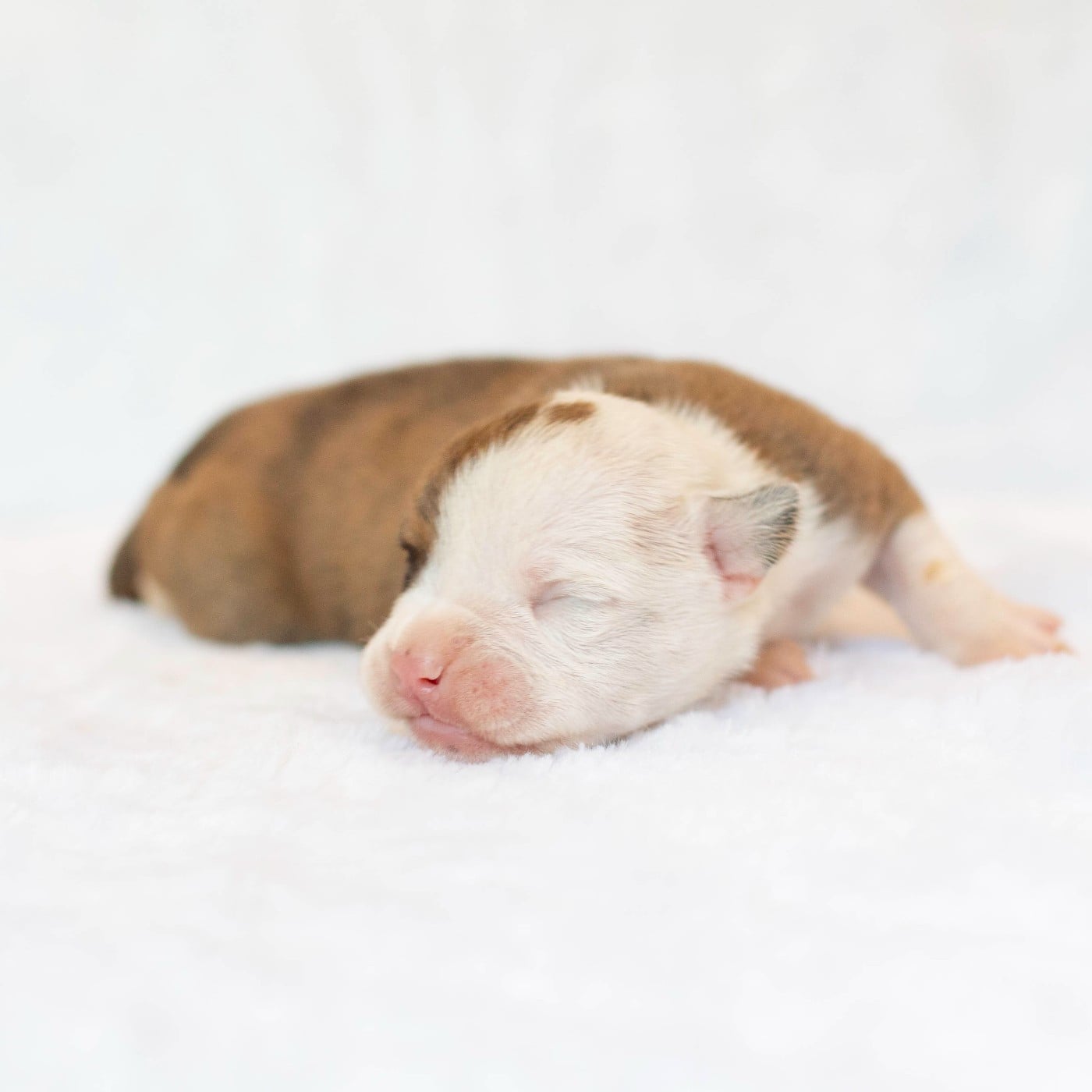 CHIOT 5