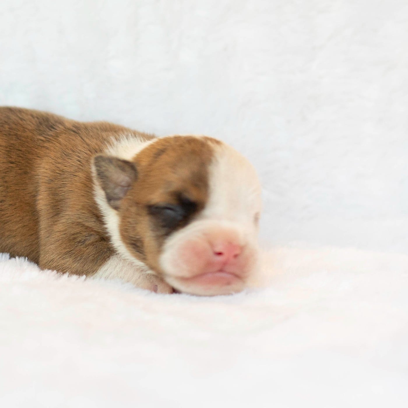CHIOT 5