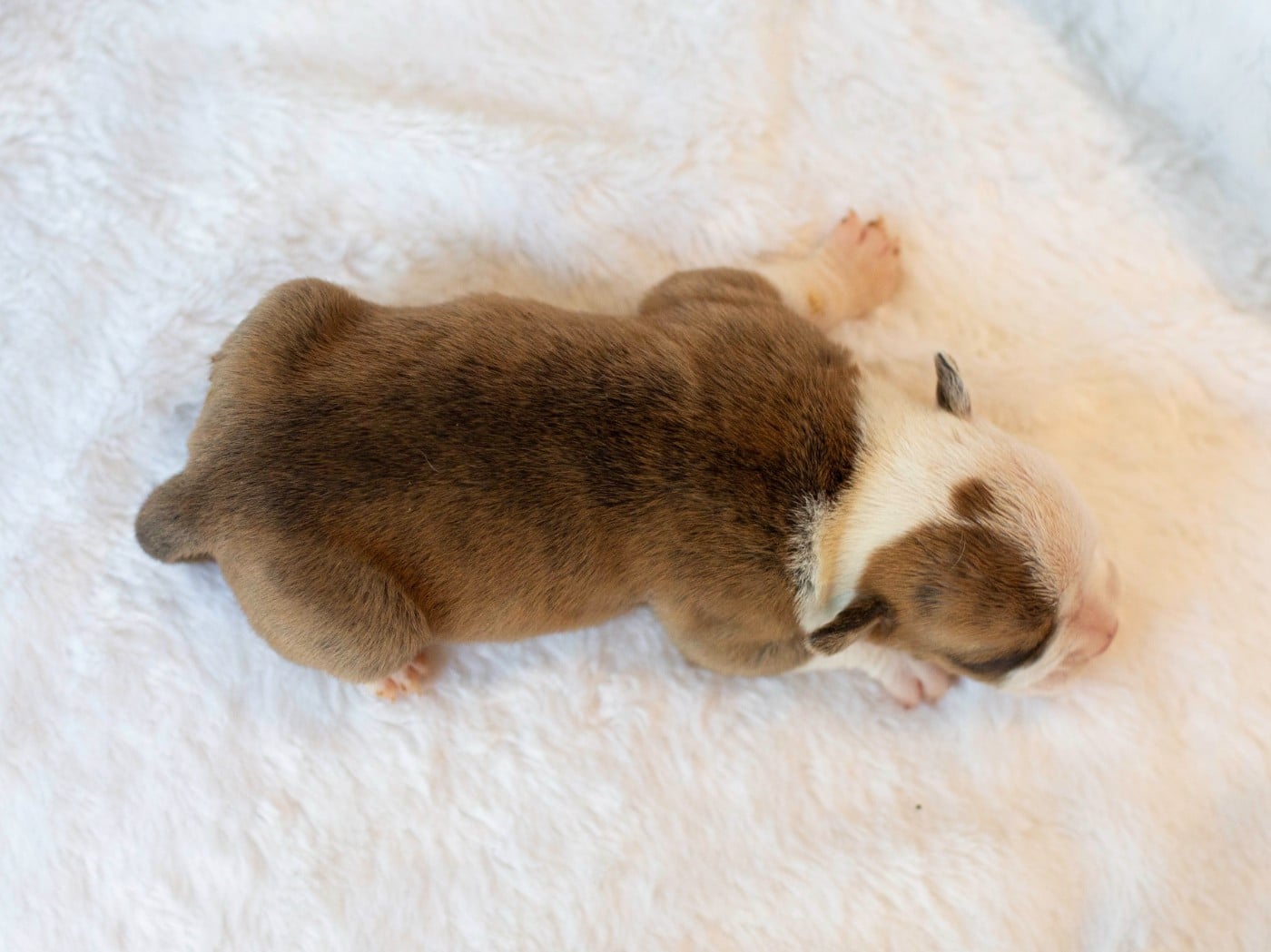 CHIOT 5