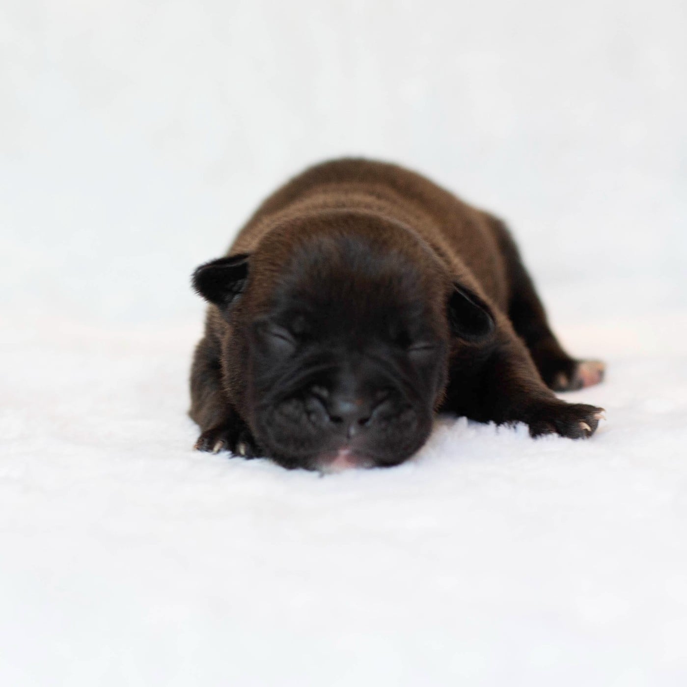 CHIOT 6