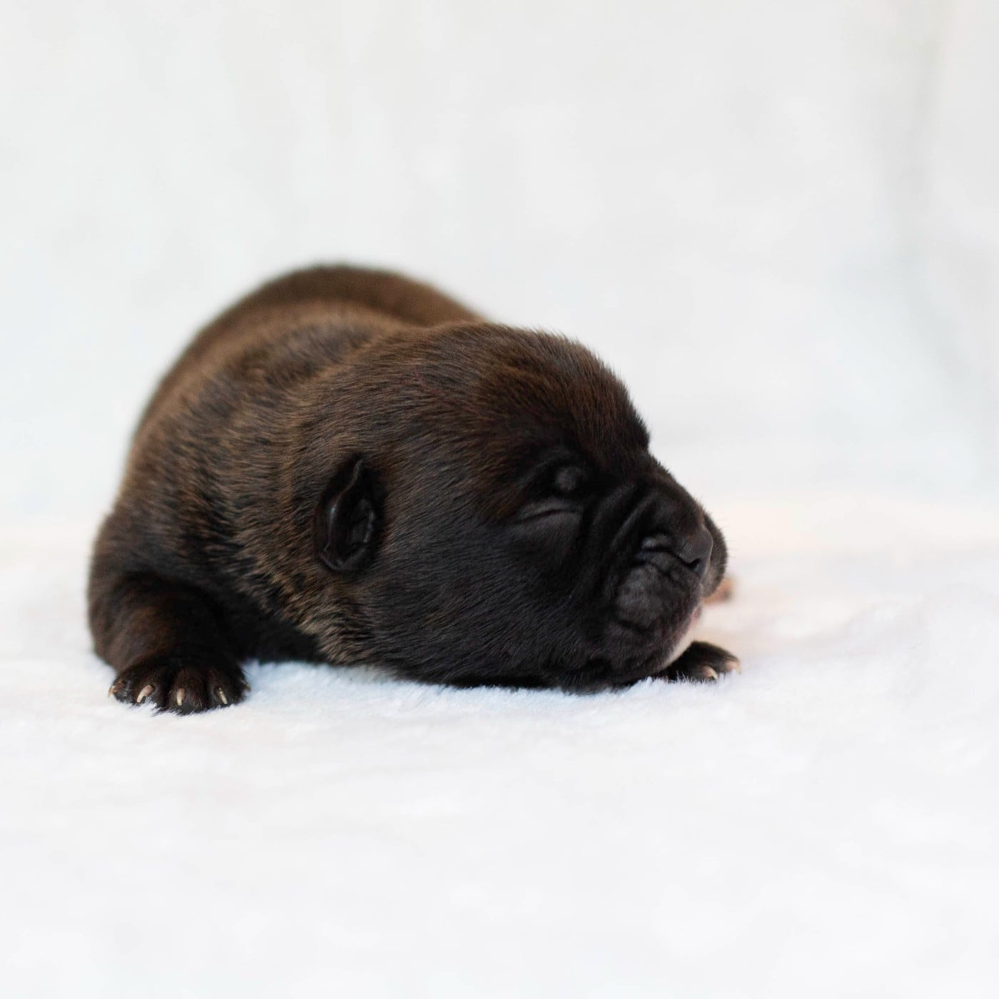 CHIOT 6
